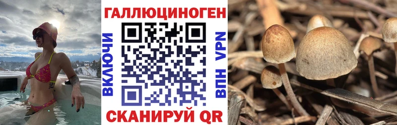blacksprut зеркало  Динская  Псилоцибиновые грибы Cubensis 